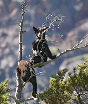 Black bear Glacier National Park