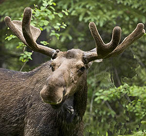 Moose along Swiftcurrent Nature Trail Many Glacier area of Glacier Park
