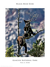 Black Bear Cubs posters of Glacier National Park