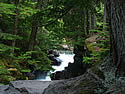 Trail of the Cedars