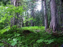 Ferns photo