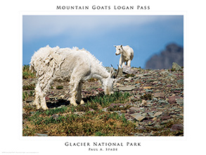 Mountain Goats of Glacier National Park