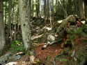 Trail of the Cedars
