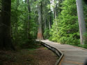 Trail of the Cedars