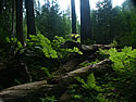 Trail of the Cedars